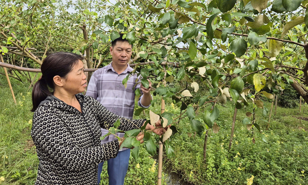 Cán bộ chuyên môn xã Lục Ngạn hướng dẫn người dân chăm sóc táo.
